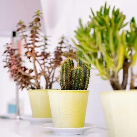 2 Pieces Avec Grande Terrasse - Centre De